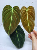 Philodendron Melanochrysum