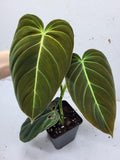 Philodendron Melanochrysum