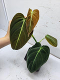 Philodendron Melanochrysum