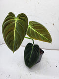 Philodendron Melanochrysum