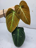 Philodendron Melanochrysum