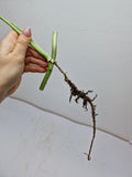 Monstera Adansonii Indonesian Marble Stecklinge