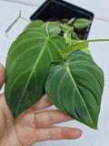 Philodendron Glorious