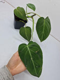 Philodendron Glorious