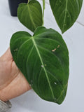 Philodendron Glorious