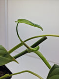 Philodendron Glorious