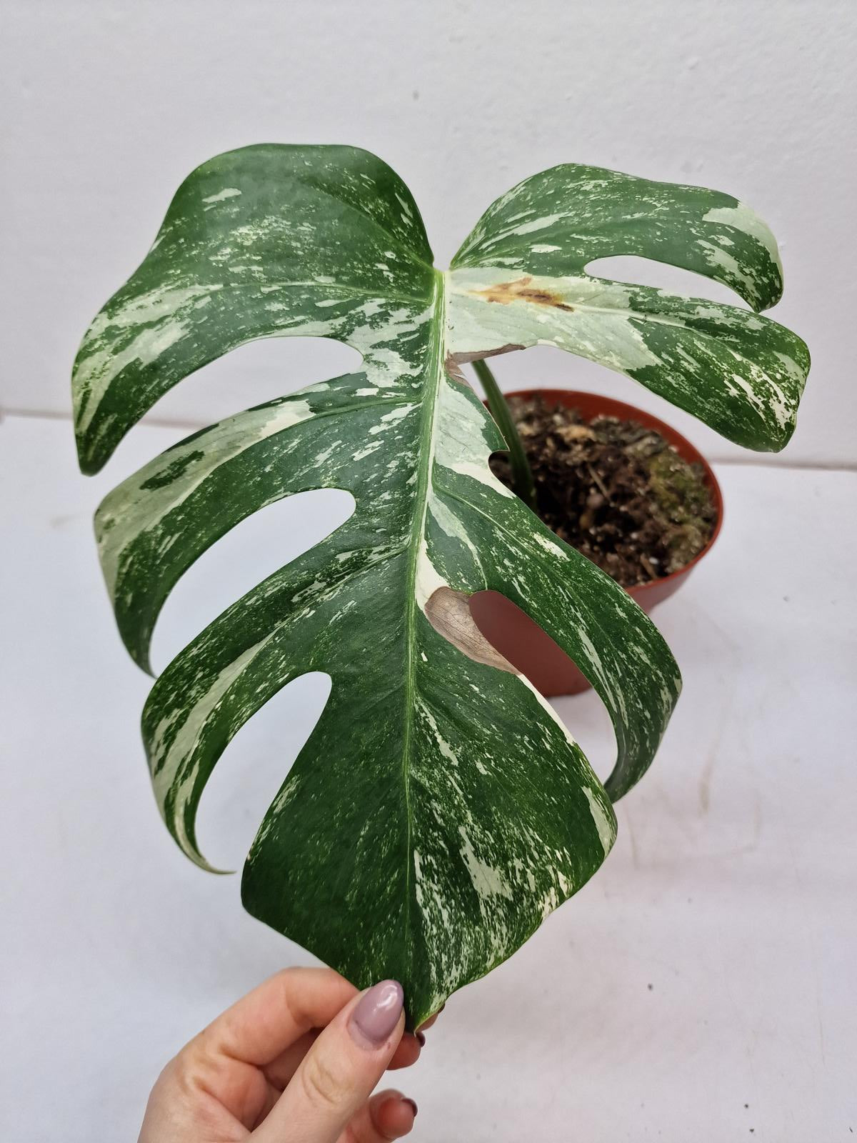 Monstera Variegata Steckling