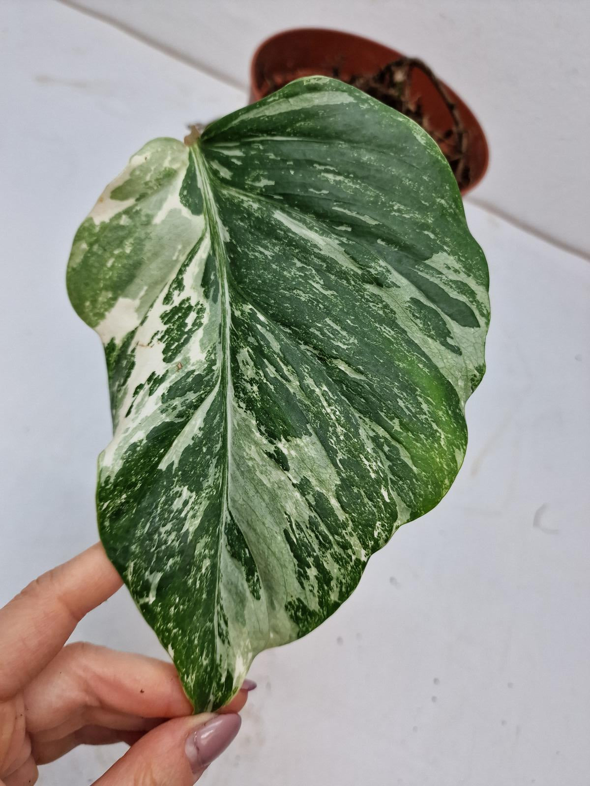 Monstera Variegata Steckling