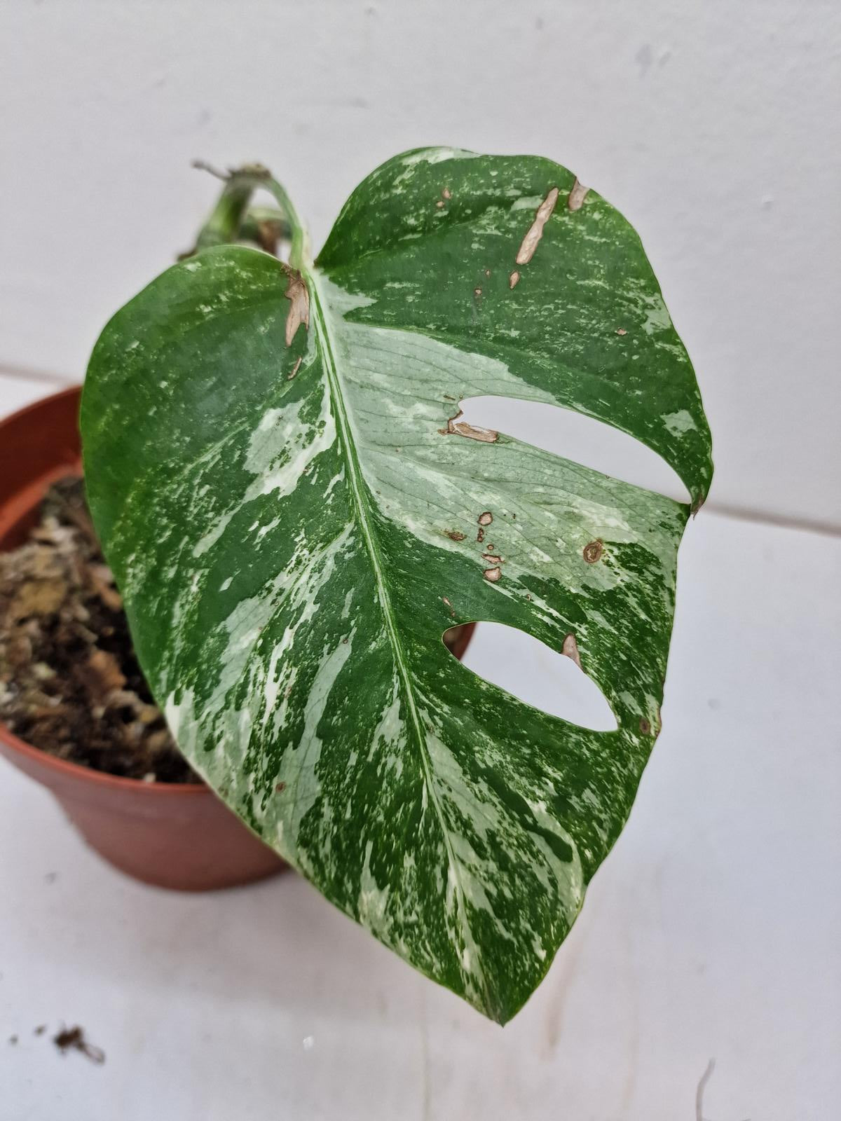 Monstera Variegata Steckling