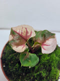 Syngonium Strawberry Ice