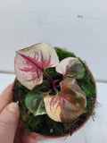 Syngonium Strawberry Ice