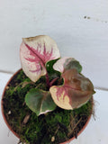 Syngonium Strawberry Ice