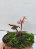 Syngonium Strawberry Ice