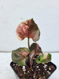 Syngonium Strawberry Ice