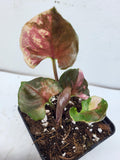 Syngonium Strawberry Ice