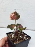 Syngonium Strawberry Ice