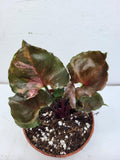 Syngonium Strawberry Ice