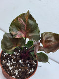 Syngonium Strawberry Ice