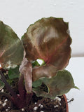 Syngonium Strawberry Ice