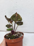 Syngonium Strawberry Ice