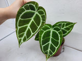 Anthurium Crystallinum