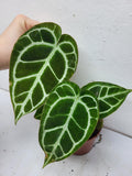 Anthurium Crystallinum