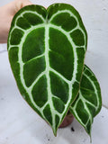 Anthurium Crystallinum