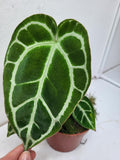 Anthurium Crystallinum