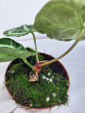 Anthurium Crystallinum