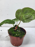 Anthurium Crystallinum