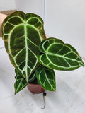 Anthurium Crystallinum