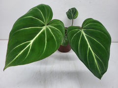 Philodendron Gloriosum