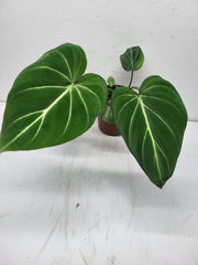 Philodendron Gloriosum