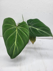 Philodendron Gloriosum