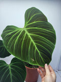 Philodendron El Choco Red Groß