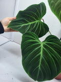 Philodendron El Choco Red Groß