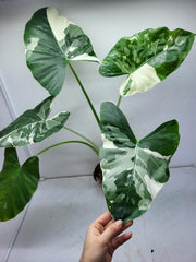 Alocasia Macrorrhiza Variegata