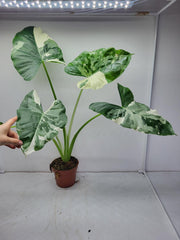 Alocasia Macrorrhiza Variegata