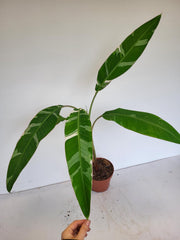 Musa Aeae