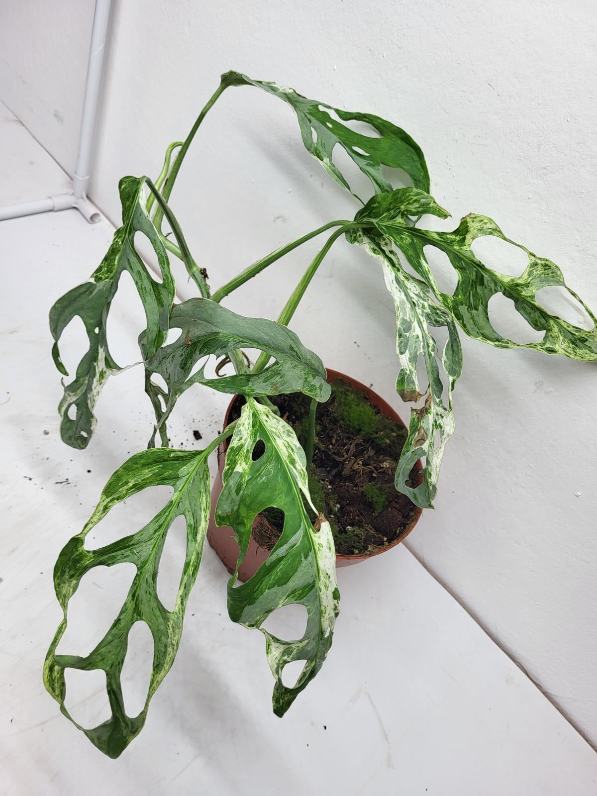 Monstera Adansonii Indonesian Marble