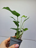 Monstera Siltepecana