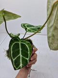 Anthurium Crystallinum