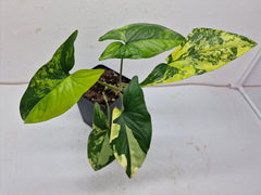 Syngonium Aurea