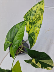 Syngonium Aurea