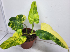 Philodendron Domesticum Variegata