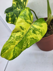 Philodendron Domesticum Variegata