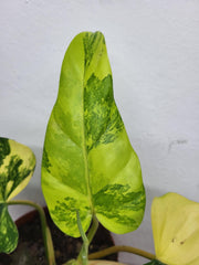 Philodendron Domesticum Variegata