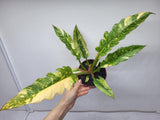 Philodendron Ring of Fire