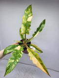 Philodendron Ring of Fire