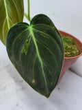 Philodendron Melanochrysum Variegata vergrünt